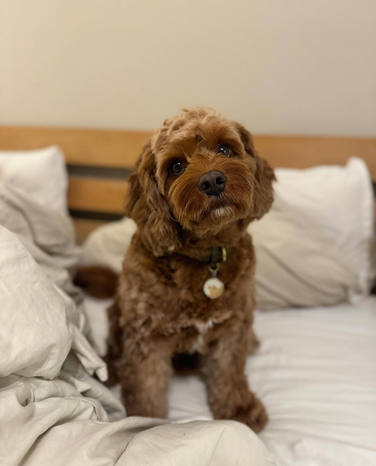 🐾 Meet Pelle