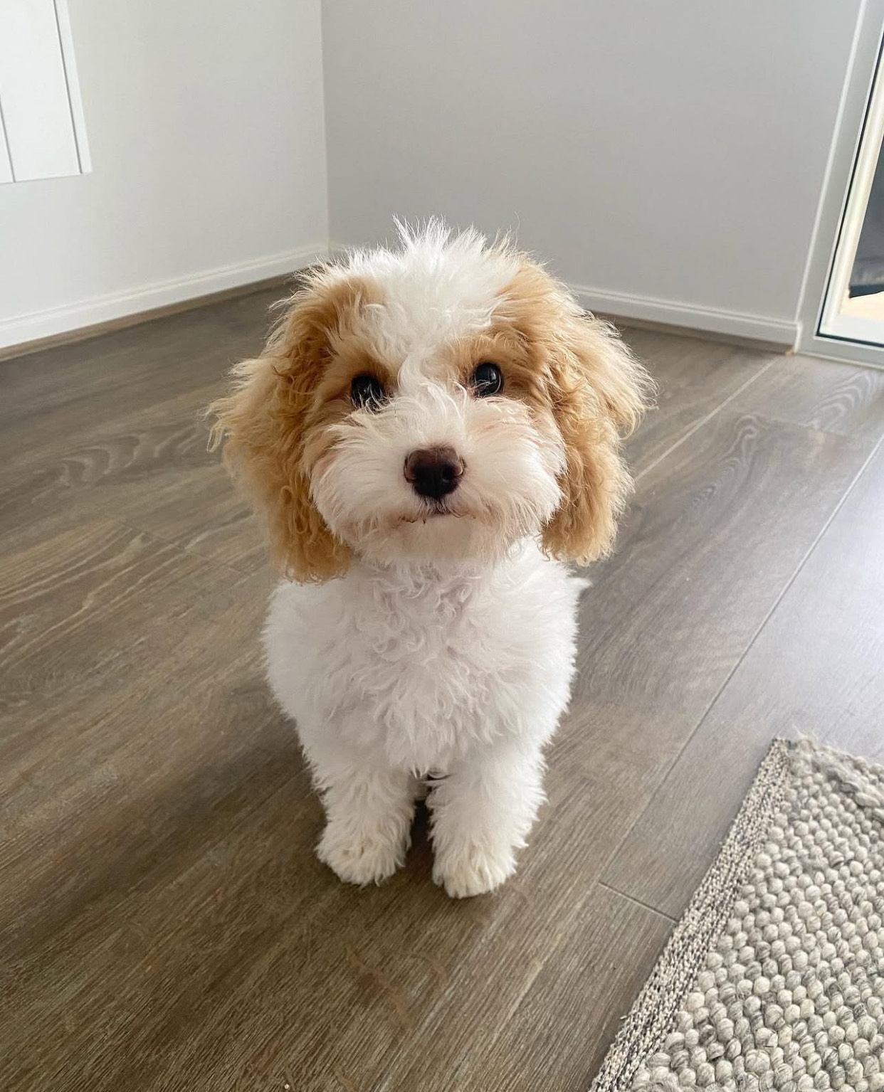 🐾 Meet Lulu